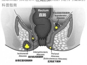 屁眼二道门洞俗称叫什么：探究肛门结构与健康的科普指南