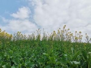 大地资源免费第二页：丰富多样的商品等你发现