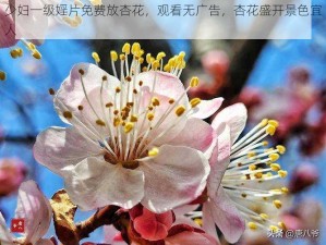 少妇一级婬片免费放杏花，观看无广告，杏花盛开景色宜人