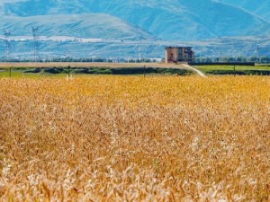 大地资源免费视频，海量优质资源供您免费观看