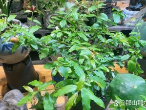 秘密花园长青青 TXT 下载：探索奇妙植物世界的指南