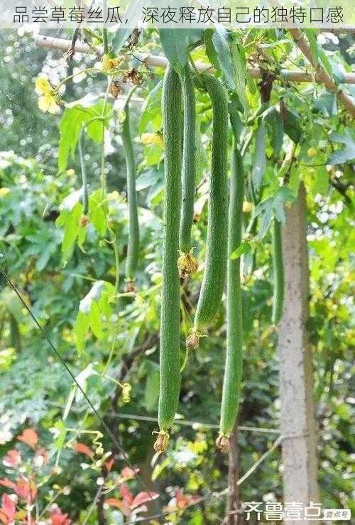 品尝草莓丝瓜，深夜释放自己的独特口感