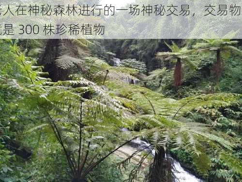 老人在神秘森林进行的一场神秘交易，交易物品竟是 300 株珍稀植物