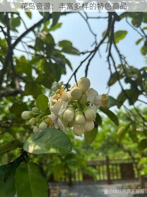 花岛资源：丰富多样的特色商品