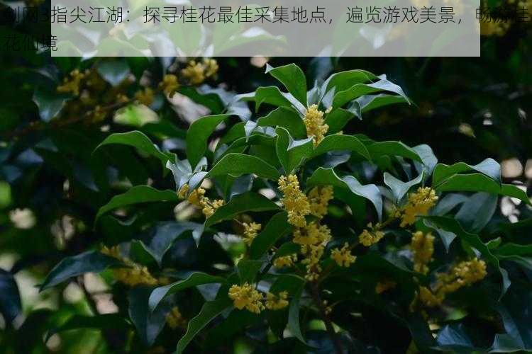 剑网3指尖江湖：探寻桂花最佳采集地点，遍览游戏美景，畅游桂花仙境