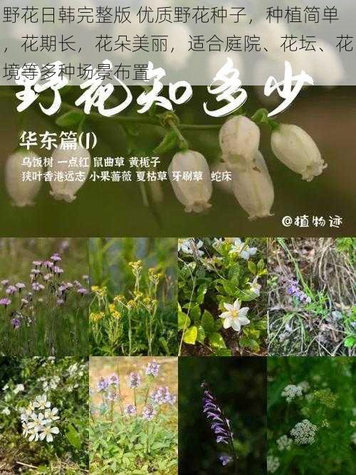 野花日韩完整版 优质野花种子，种植简单，花期长，花朵美丽，适合庭院、花坛、花境等多种场景布置