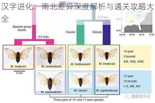 汉字进化：南北差异深度解析与通关攻略大全