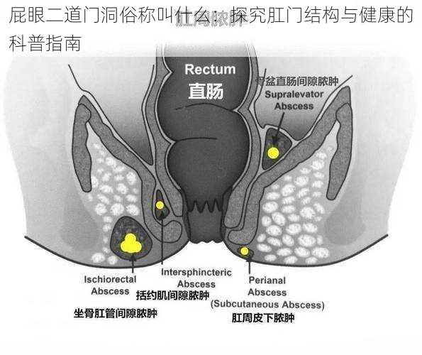 屁眼二道门洞俗称叫什么：探究肛门结构与健康的科普指南